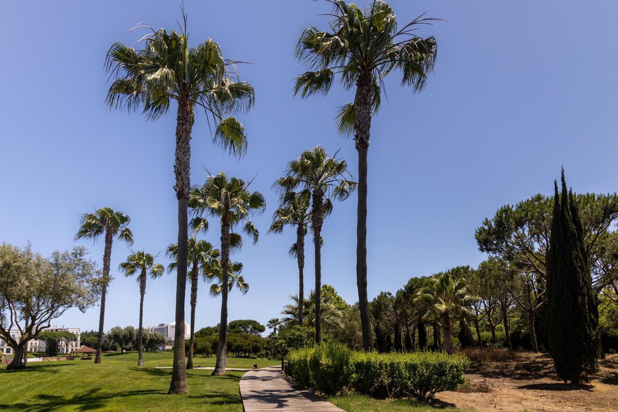 Domes Lake Algarve, Autograph Collection ヴィラモウラ エクステリア 写真 Palm trees in the park